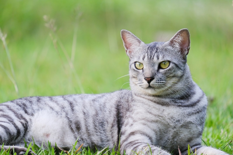 egyptian mau cat lying on grass