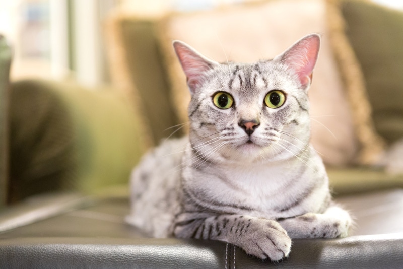 egyptian mau cat lying on the couch