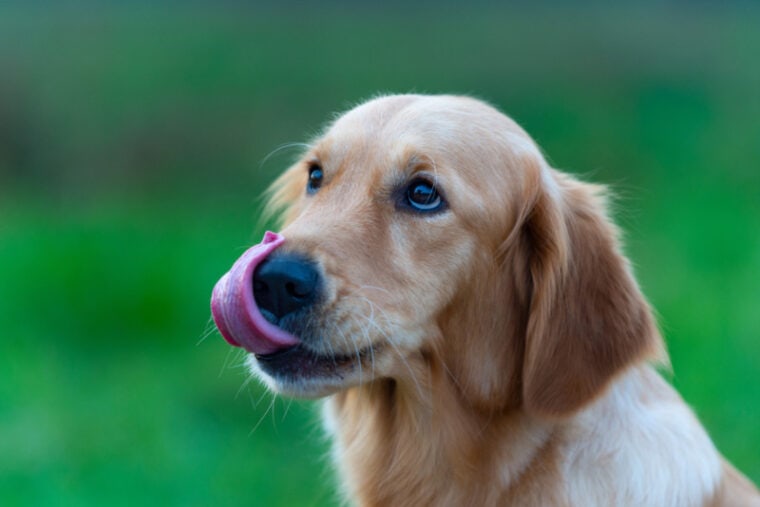 golden retriever dog licking its mouth