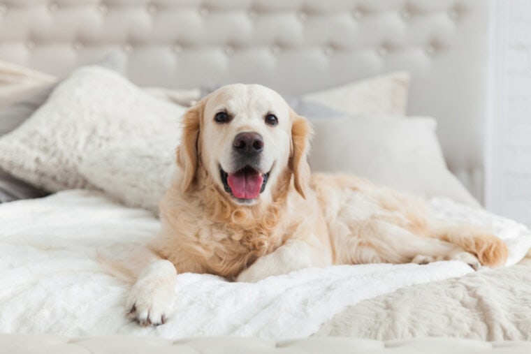 cachorro golden retriever deitado em uma cama em um quarto de hotel