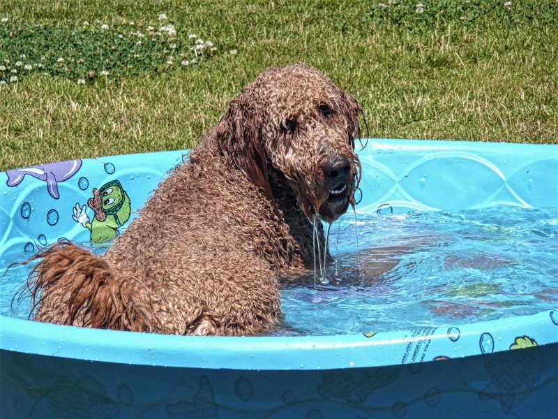 goldendoodle dog getting a bath