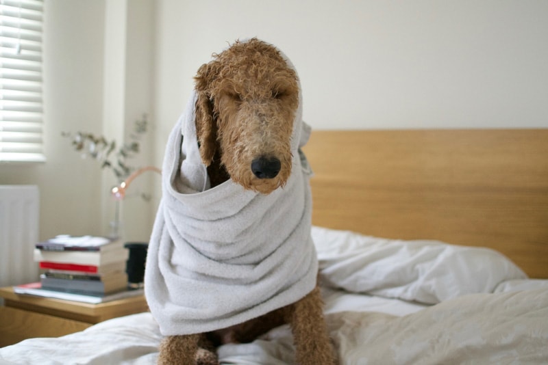 goldendoodle dog wrapped in towel after a bath