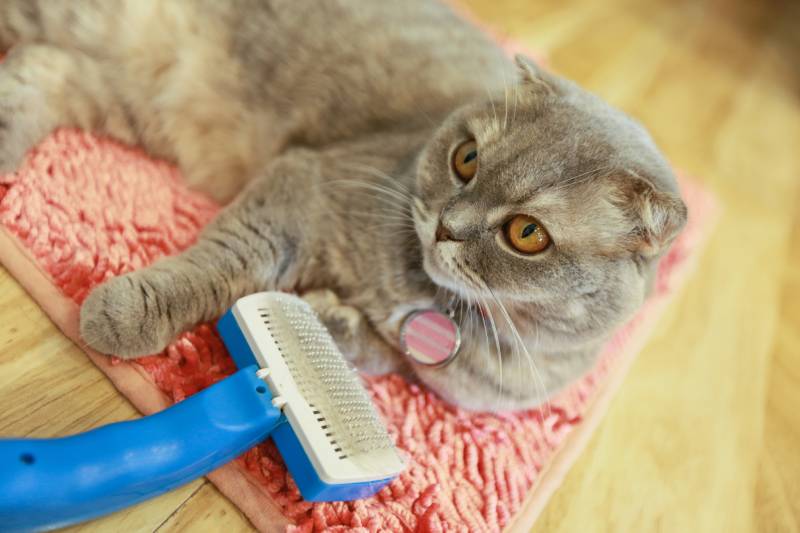 gray american shorthair cat with grooming brush