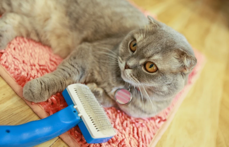 gray or blue american shorthair cat lying on a mat on the floor beside a pet brush