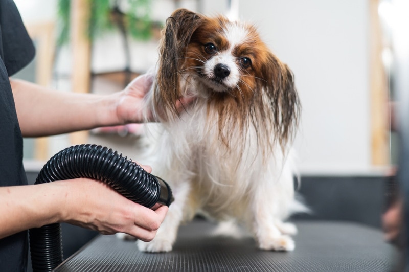 groomer blowing dry the hair of a papillon dog