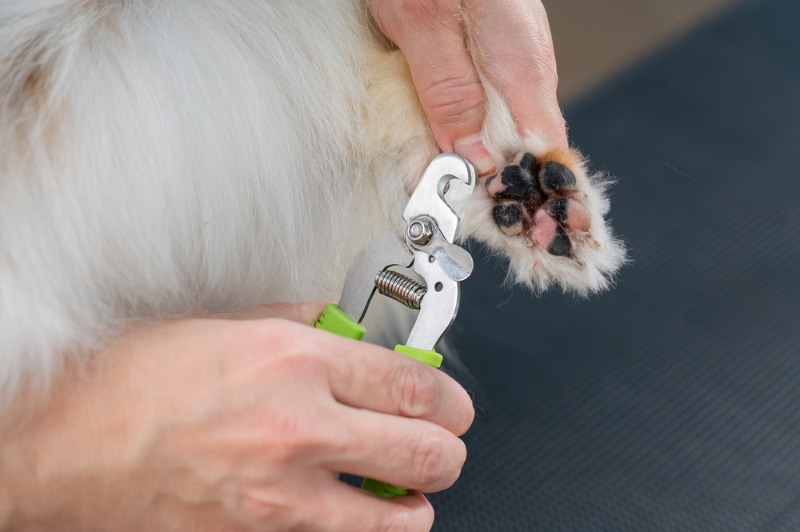 groomer trimming the nails of a papillon dog