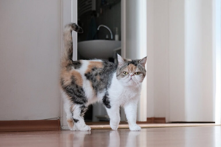 grumpy exotic shorthair cat in heat