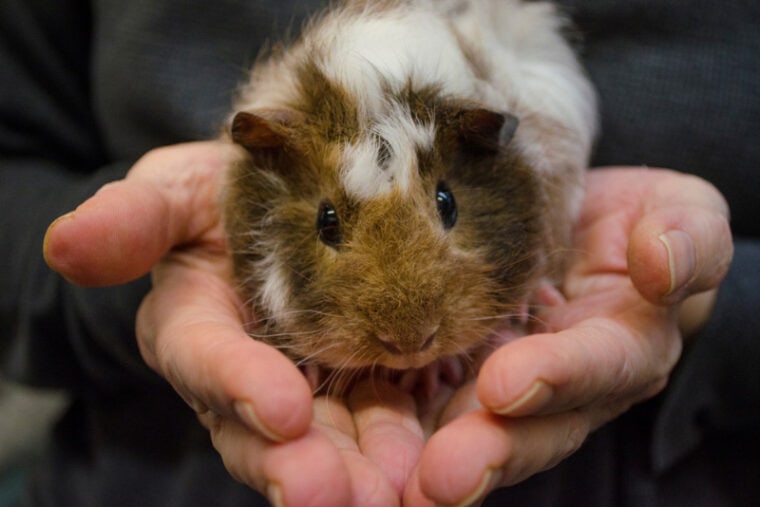 guinea pig being held by caucasian hands