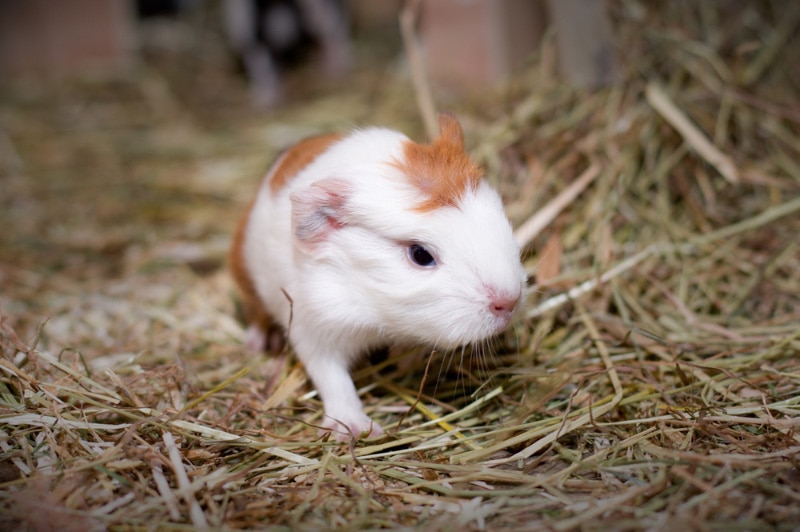 guinea pig on natural hay bedding