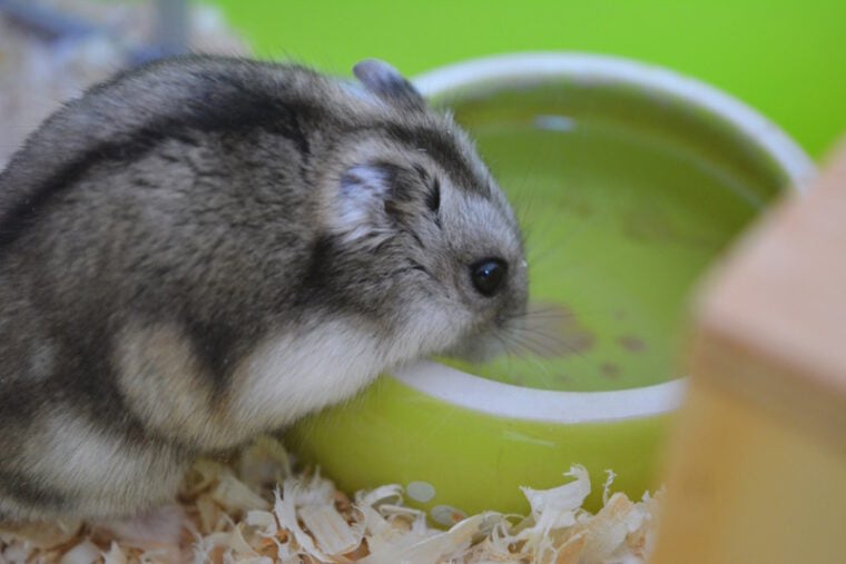 hamster drinking from water bowl