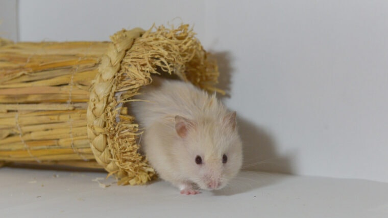 hamster going out the straw tunnel