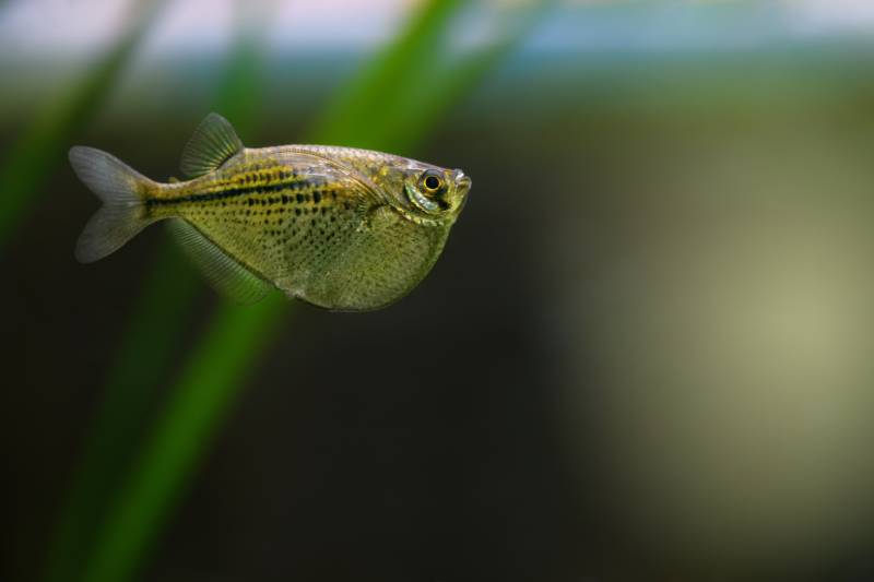 hatchetfish in an aquarium