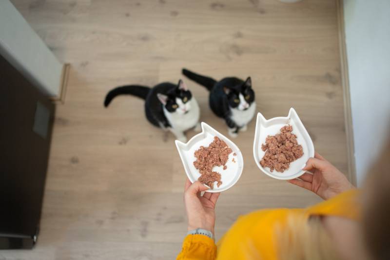 high angle view of pet owner holding two food bowls with wet food for two cats