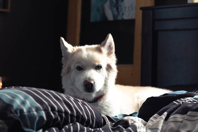 husky samoyed mix dog lying in bed