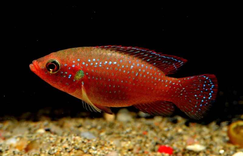 jewel african cichlid fish