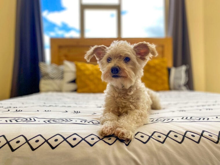 little dog lying on bed in a hotel room