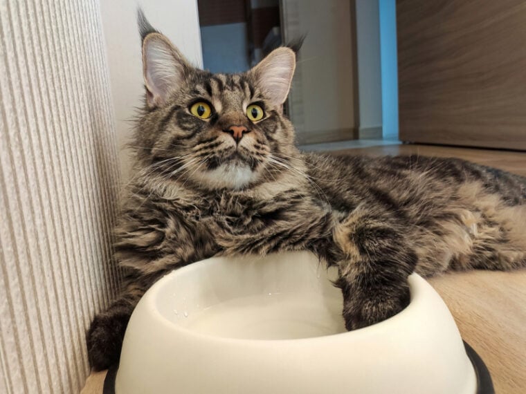 maine coon cat dips its paw in water bowl