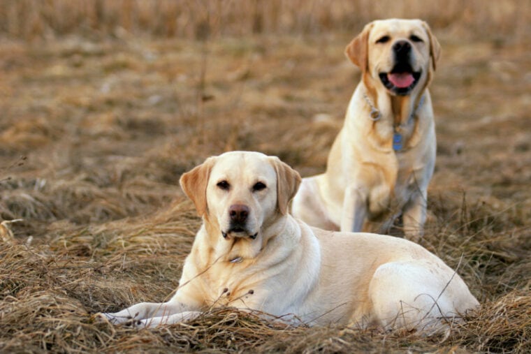 male and female labrador dogs in the meadow
