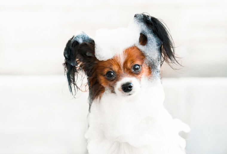 papillon dog getting bathed in the bathtub