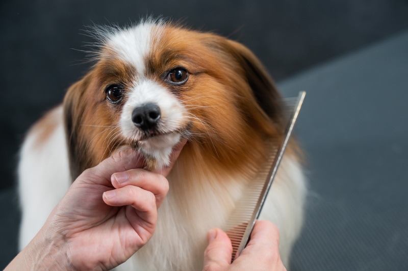 papillon dog getting combed