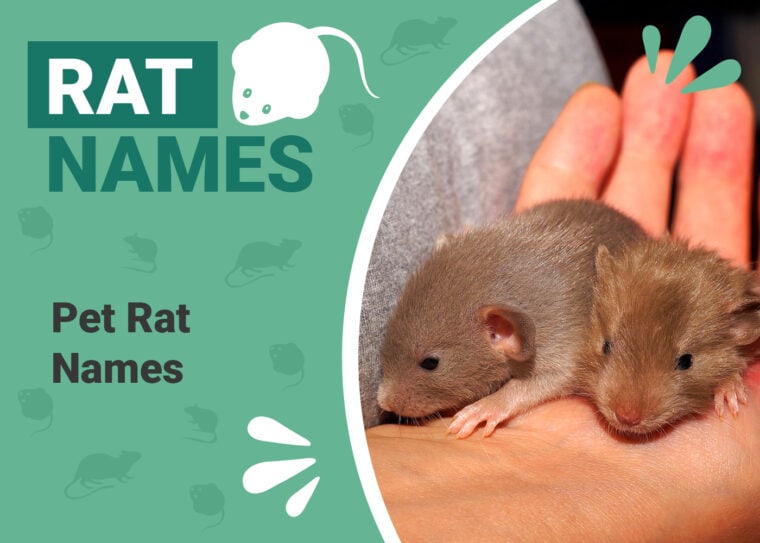 Pet Rat Names