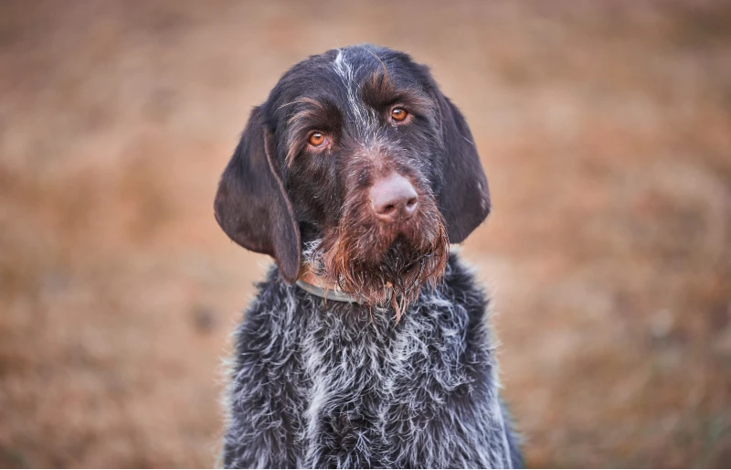 portrait photo of Cesky Fousek dog