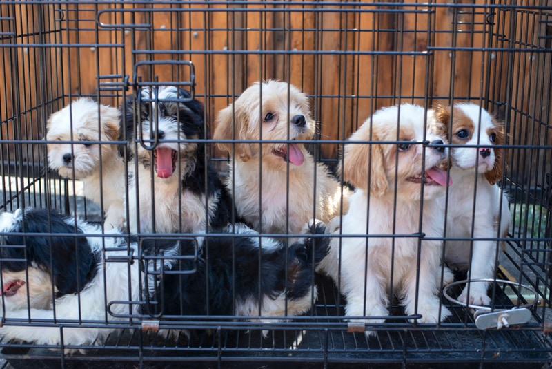 puppies inside cage