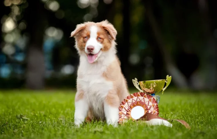 puppy sitting on the grass beside dog show trophy