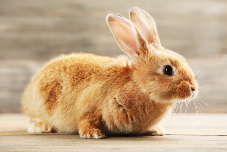 rabbit on wooden background