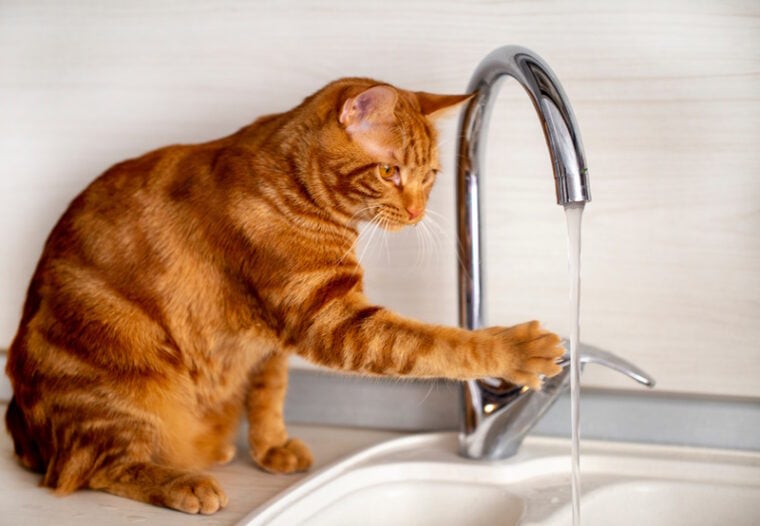 red haired cat playing tap water