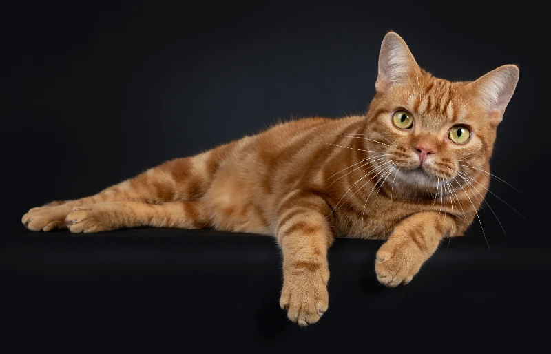 red tabby american shorthair cat on black background