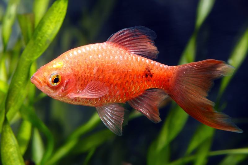 rosy barb fish inside the aquarium