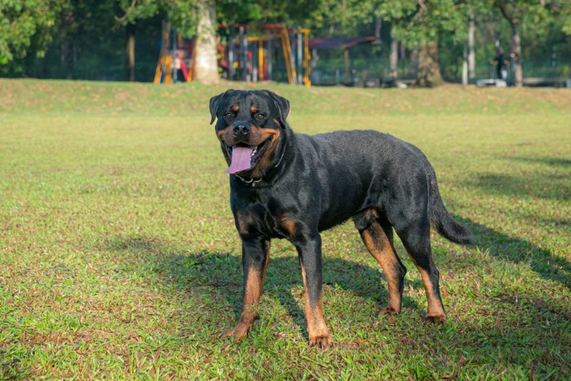 rottweiler dog standing on the field