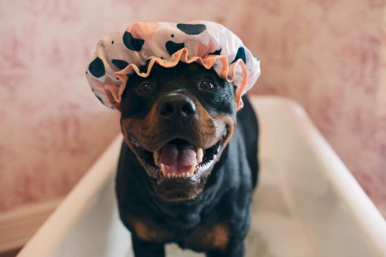 Rottweiler Taking bath