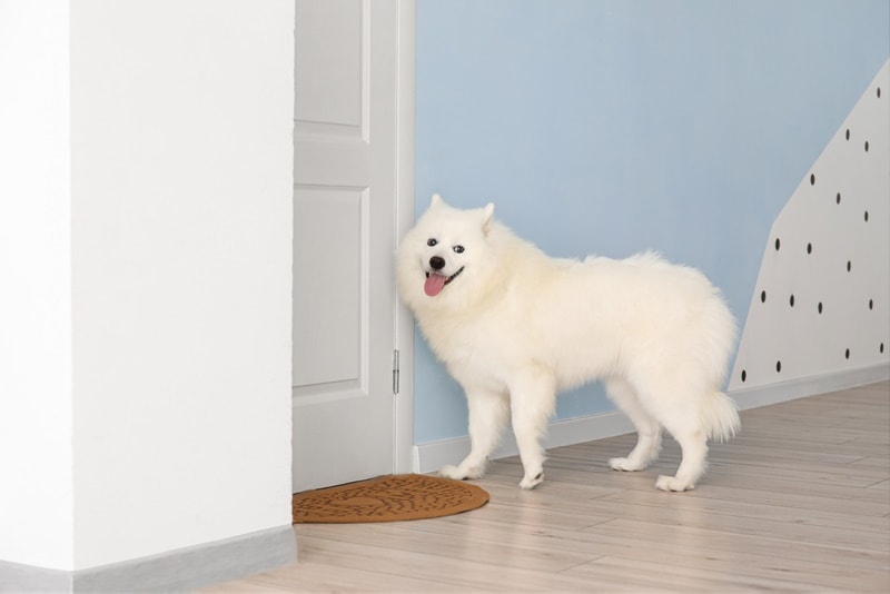 samoyed dog near door