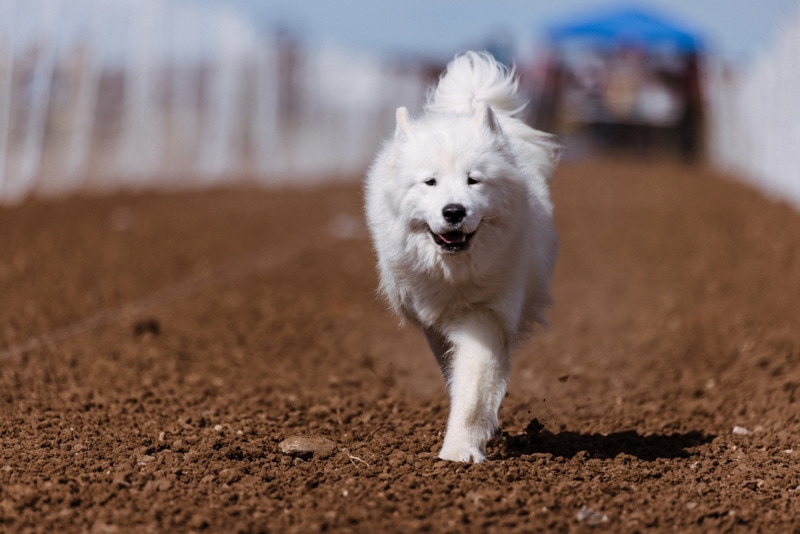 samoyed dog running on the dirt
