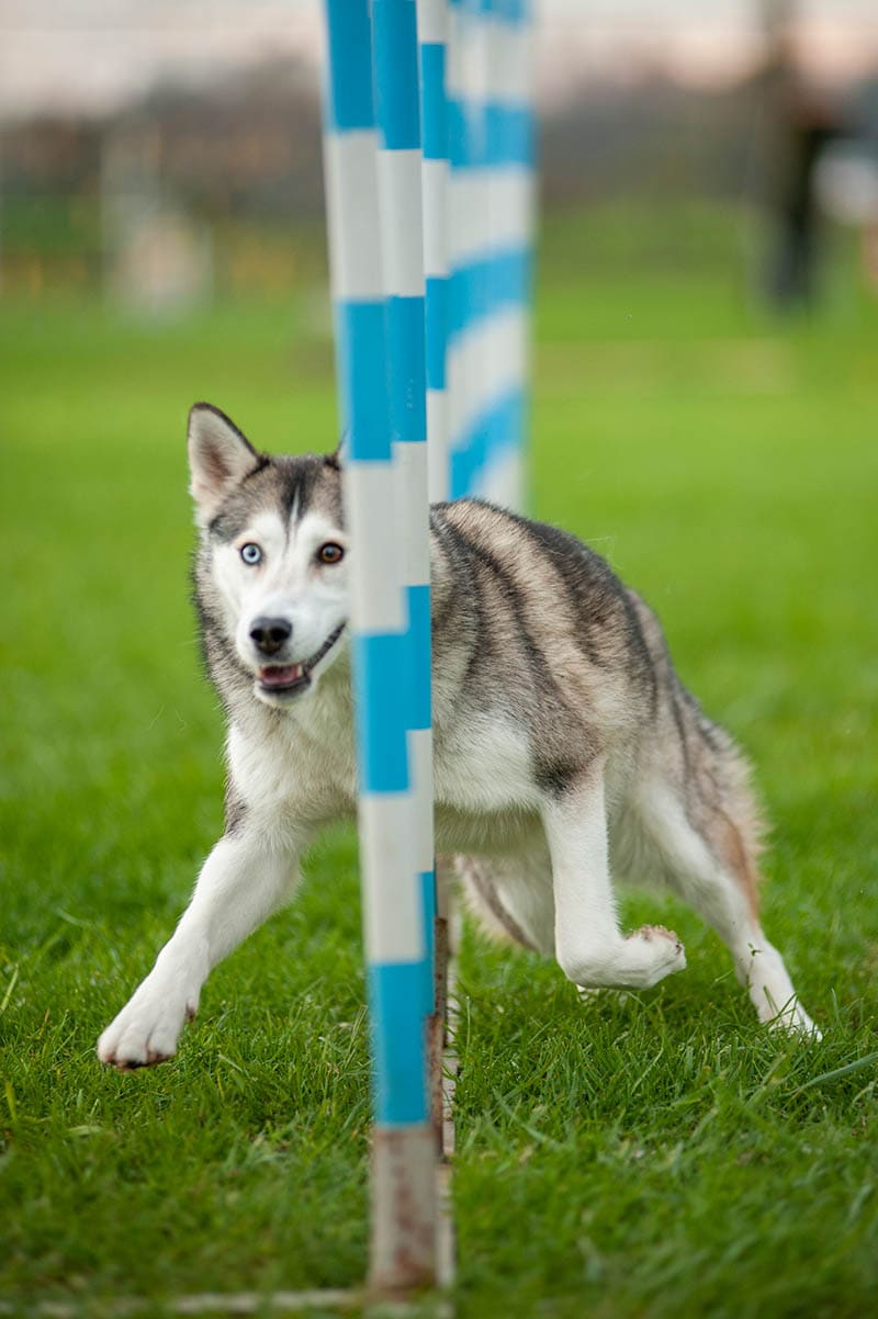 samoyed husky mix dog agility training