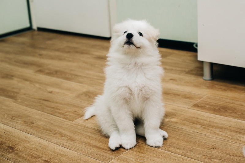 samoyed puppy sitting on the floor and looking up