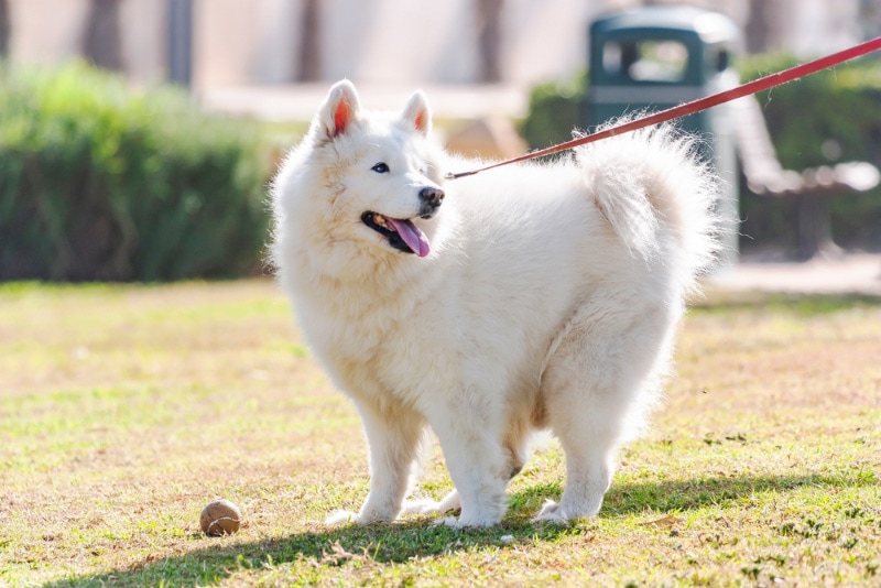 samoyed puppy walking in the park