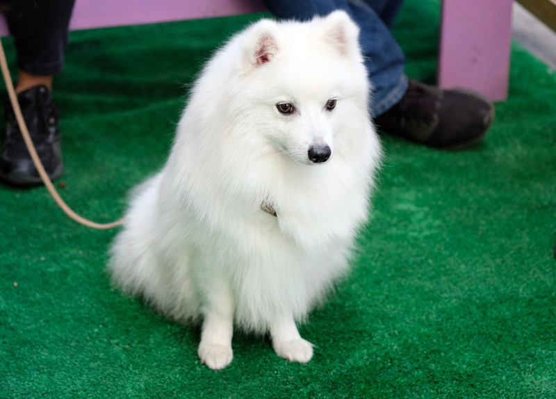 samoyed puppy with leash sitting on an artificial carpet