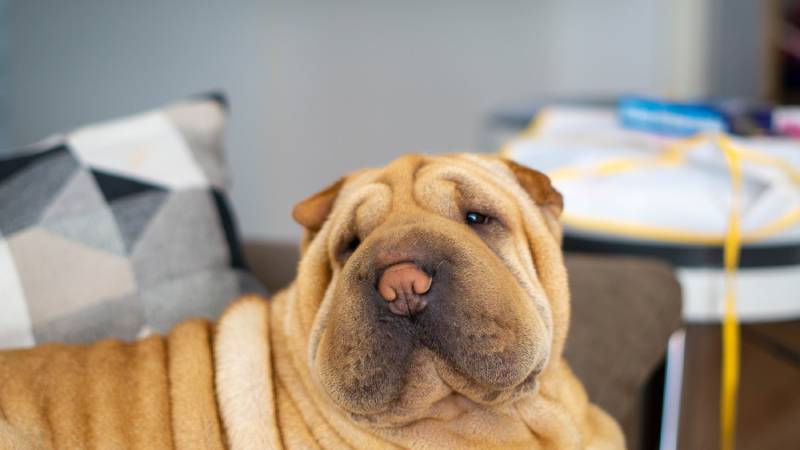 shar-pei dog sitting on sofa resting in the afternoon