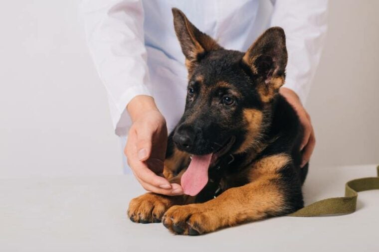 cão pastor sendo examinado por um veterinário