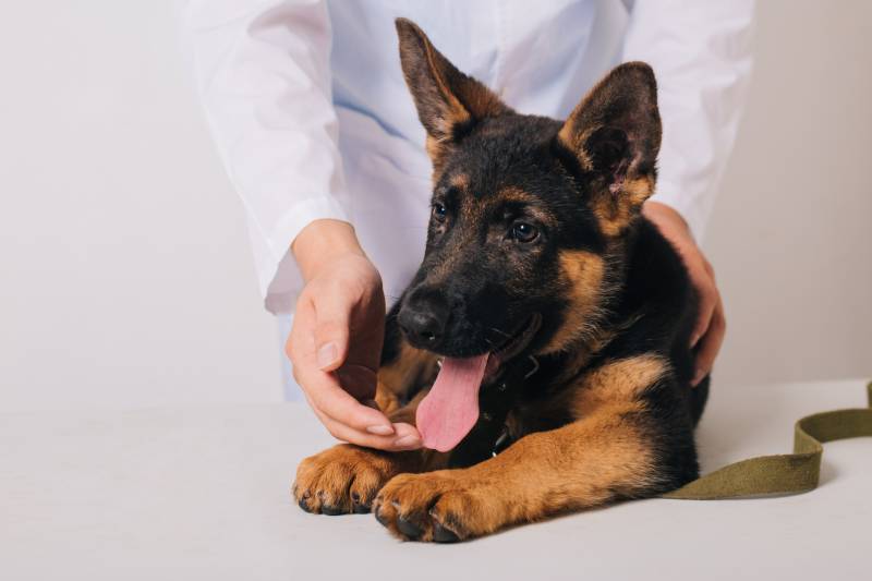 shepherd dog being checked by a vet