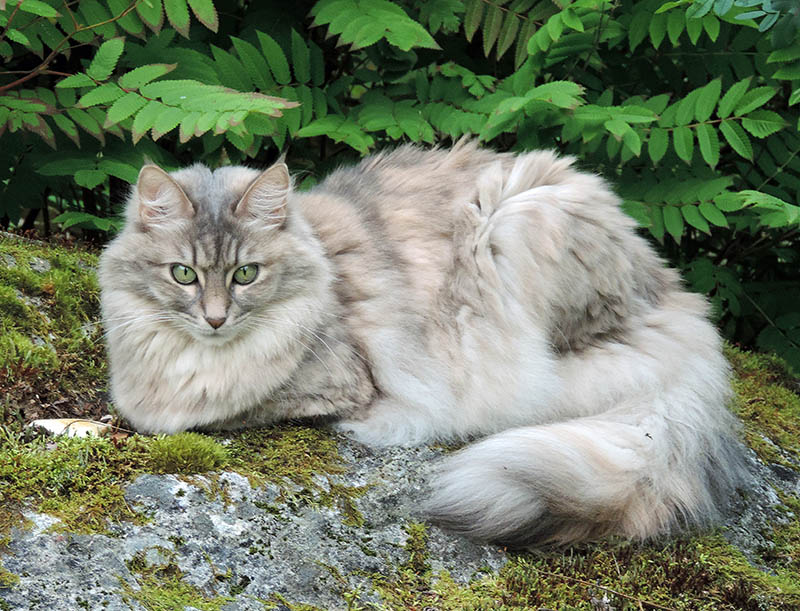 silver turkish angora cat in the garden