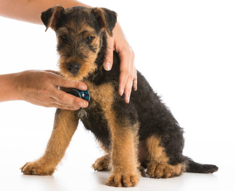 Stethoscope on airedale puppy's heart