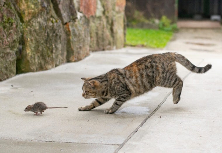 tabby cat hunting the mouse