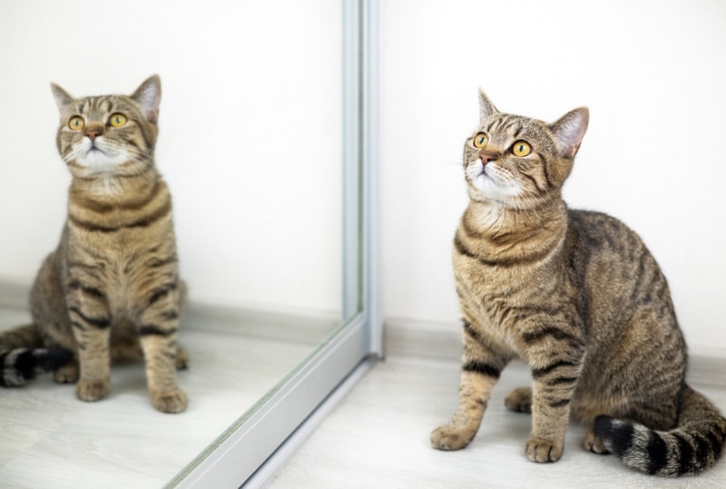 gato malhado sentado em frente ao espelho
