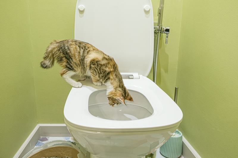 tricolor tabby cat in the toilet peeks into the toilet bowl