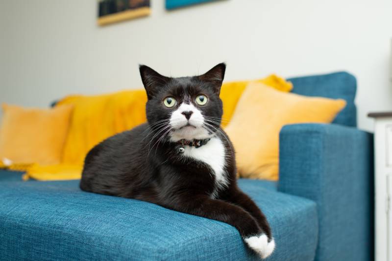 tuxedo cat sitting on blue couch at home
