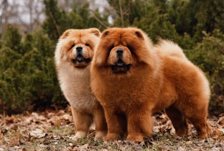two-chow chow dog standing
